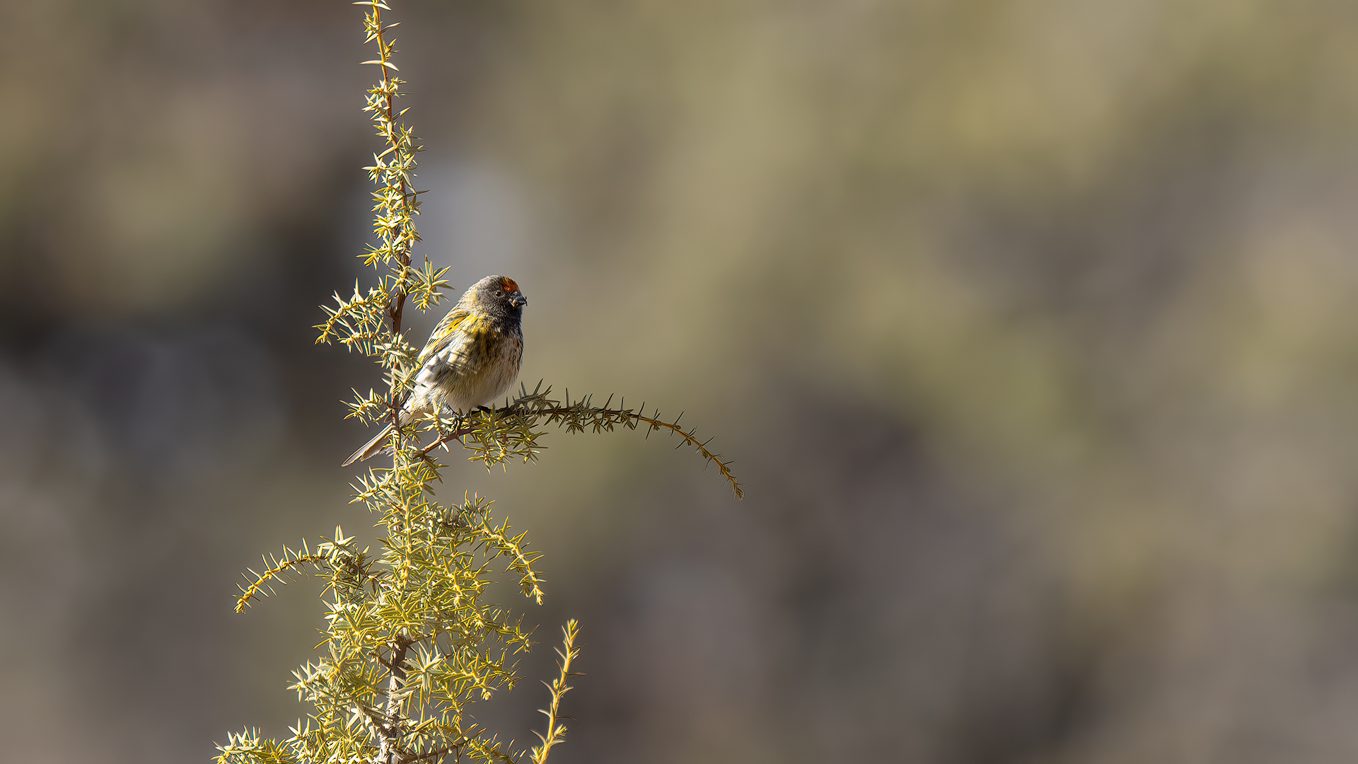 Fire-fronted Serin